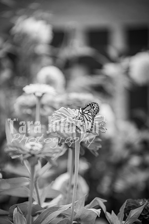 T. & K. Belill Wedding 23 - FC - B&W - DPH-3