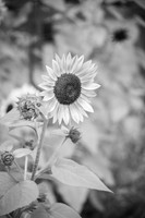 T. & K. Belill Wedding 23 - FC - B&W - DPH-4