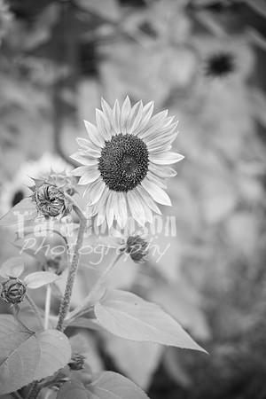 T. & K. Belill Wedding 23 - FC - B&W - DPH-4