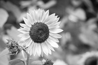 T. & K. Belill Wedding 23 - FC - B&W - DPH-5