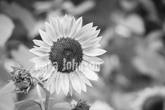T. & K. Belill Wedding 23 - FC - B&W - DPH-5