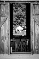 T. & K. Belill Wedding 23 - FC - B&W - DPH-12