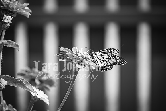 T. & K. Belill Wedding 23 - FC - B&W - DPH-51