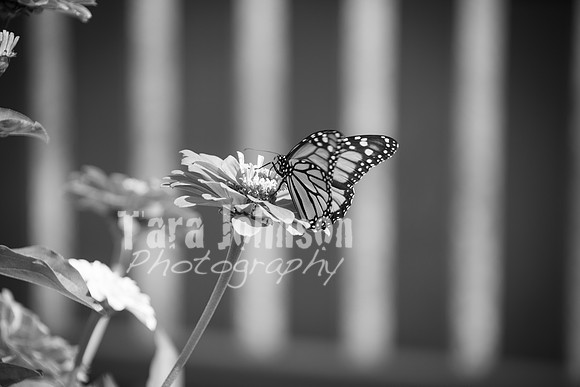 T. & K. Belill Wedding 23 - FC - B&W - DPH-54