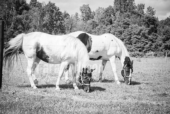 T. & K. Belill Wedding 23 - FC - B&W - DPH-56