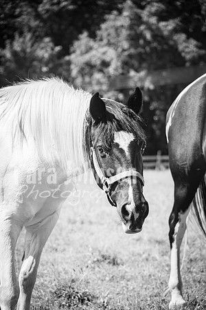 T. & K. Belill Wedding 23 - FC - B&W - DPH-62