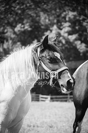 T. & K. Belill Wedding 23 - FC - B&W - DPH-63