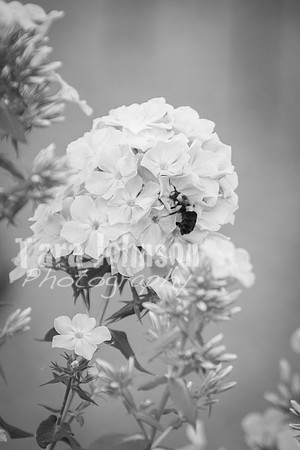 T. & K. Belill Wedding 23 - FC - B&W - DPH-204