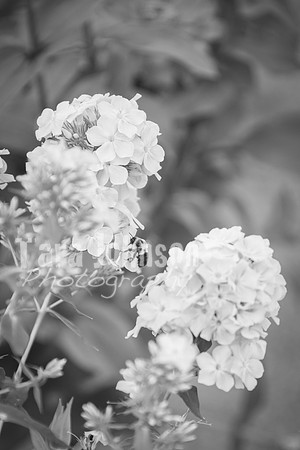 T. & K. Belill Wedding 23 - FC - B&W - DPH-205
