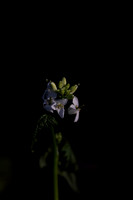 KEEP.NFP (21 of 152)
