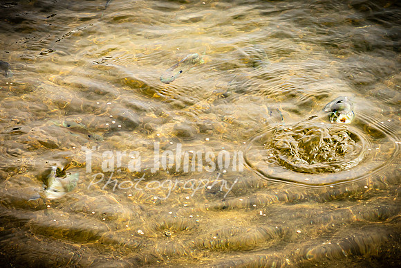 Alex and Rachel - Groomsmen - TJP (2 of 52)