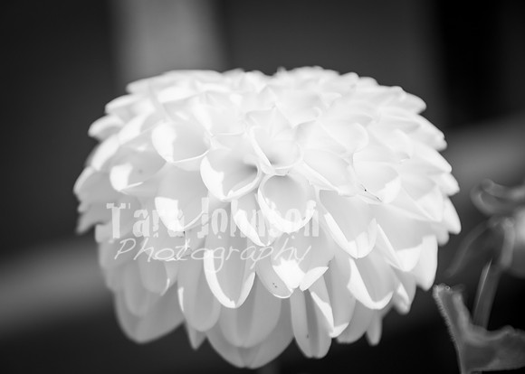 24 D & B Law Wedding - Full Collection B&W (116 of 308)