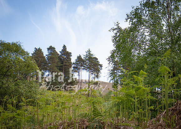 Glendalough Field Trip (71 of 117)