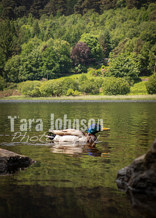 Glendalough Field Trip (60 of 117)