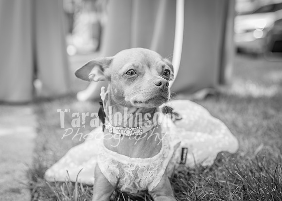 24 M. & K. Eaton Wedding [Full Collection B&W] - DH (49 of 352)