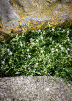 Howth Trip (11 of 55)