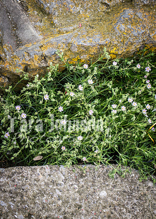 Howth Trip (11 of 55)
