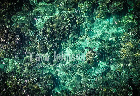 2023 Maui - Surfside - TJP (19 of 70)