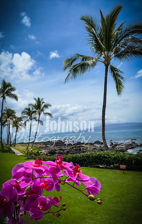 2023 Maui - Surfside - TJP (21 of 70)