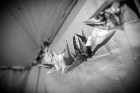 Alex and Rachel - Complete - BW - TJP (8 of 1393)