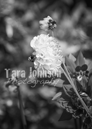 24 D & B Law Wedding - Full Collection B&W (25 of 308)