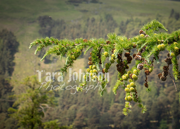 Glendalough Field Trip (80 of 117)