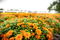 Long's Family Orchard, Farm & Cider Mill - TJP (4 of 50)