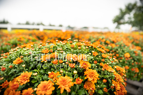 Long's Family Orchard, Farm & Cider Mill - TJP (4 of 50)