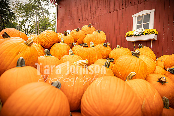 Long's Family Orchard, Farm & Cider Mill - TJP (1 of 50)