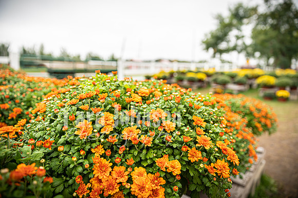 Long's Family Orchard, Farm & Cider Mill - TJP (5 of 50)