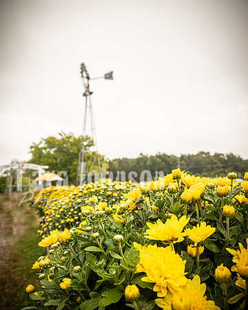 Long's Family Orchard, Farm & Cider Mill - TJP (6 of 50)