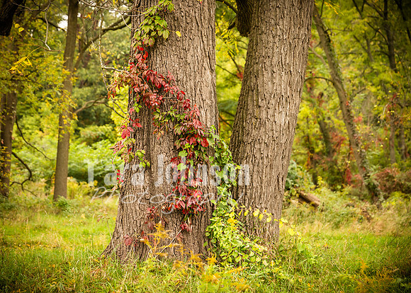 Long's Family Orchard, Farm & Cider Mill - TJP (22 of 50)