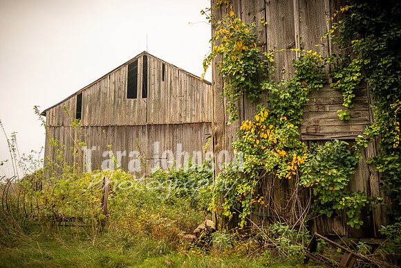 Long's Family Orchard, Farm & Cider Mill - TJP (45 of 50)