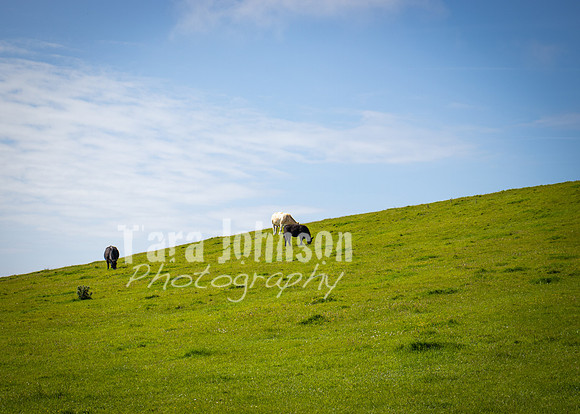 Cliffs of Moher Trip (68 of 96)