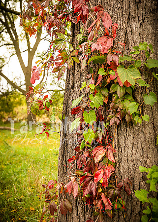 Long's Family Orchard, Farm & Cider Mill - TJP (25 of 50)