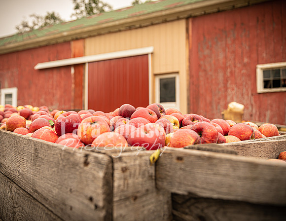 Long's Family Orchard, Farm & Cider Mill - TJP (37 of 50)