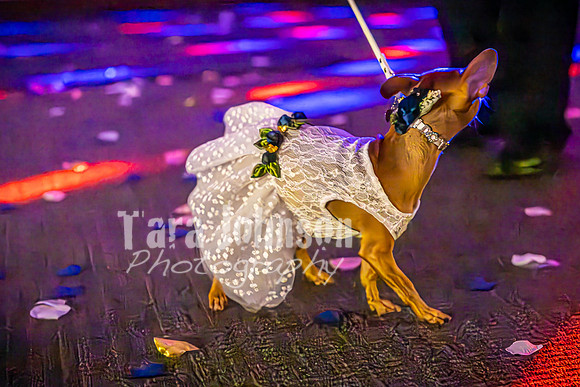 Mitch & Kelly - The Dance - TJP (89 of 99)