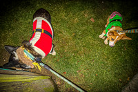 2023 Corgi Parade - TJP (10 of 18)