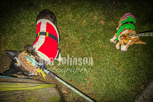2023 Corgi Parade - TJP (10 of 18)