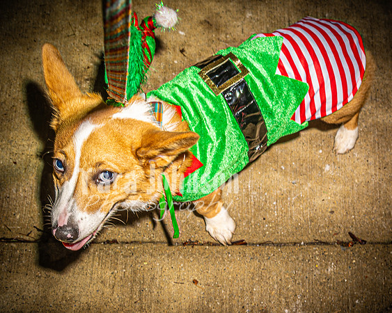 2023 Corgi Parade - TJP (12 of 18)