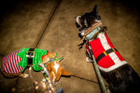 2023 Corgi Parade - TJP (11 of 18)
