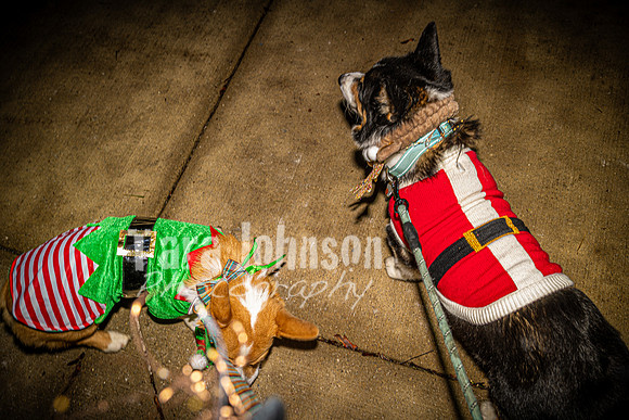 2023 Corgi Parade - TJP (11 of 18)