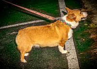 2023 Corgi Parade - TJP (5 of 18)
