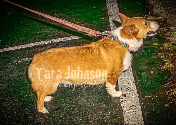 2023 Corgi Parade - TJP (5 of 18)