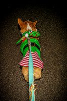 2023 Corgi Parade - TJP (2 of 18)
