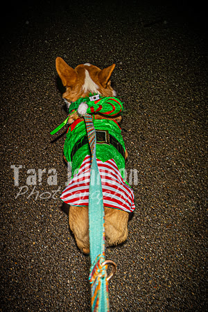 2023 Corgi Parade - TJP (2 of 18)