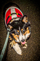 2023 Corgi Parade - TJP (3 of 18)
