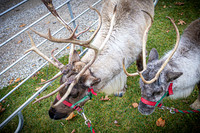 2024 OLS Christmas Tree Lighting - TJP (3 of 70)