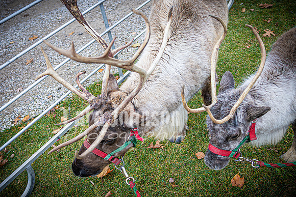 2024 OLS Christmas Tree Lighting - TJP (3 of 70)