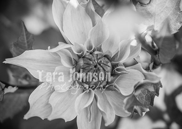 24 D & B Law Wedding - Full Collection B&W (117 of 308)
